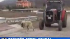 koca traktörü çeken kangal