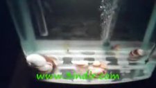 platy akvaryumu 2
