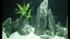 frontosa akvaryumu