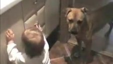 akıllı köpek