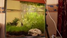 elongatus tepki ve nattereri tankı