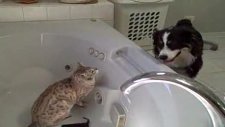 boksçu kedi köpeğe soluk aldırmadı -