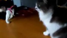üfleyince bayılan kedi