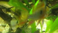 bolivian ram altispinosa çifti yumurtladı