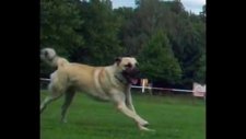 kangal haydut