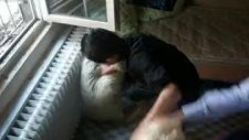 Oltu Yastık Savaşları