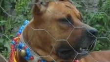 bandog 2