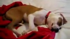 rüyasında gülen köpek uyanınca utanıyor