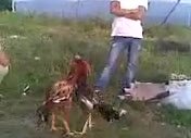 hinthorozdövüşleribolu