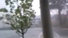 fırtına ağacı kökünden kopardı