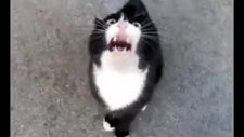 bu kedinin bir derdi var ama ne ?