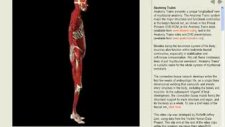 Anatomy Trains