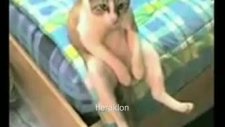 sevgilisi tarafından terkedilen efkarlı kedi