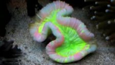 brain coral