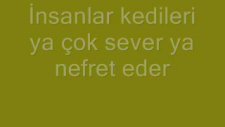 kediler nenkörmü