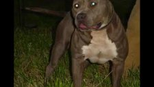 pitbul