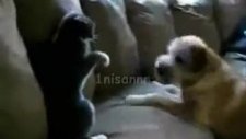 köpekle kedinin boks maçı