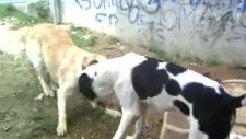 safkan alabay alabai efe jr ve golden kızımz mor