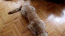 golden retriever jessie egitim 9 aylık