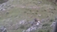 kebanlı nakavtçi keklik