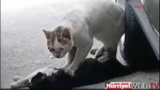 ölen eşine kalp masajı yapan kedi