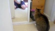 kedi psikopata bağlarsa