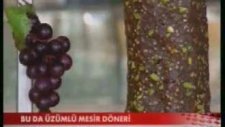 Tuğba Kuruyemiş Üzümlü Mesir Macun Döneri