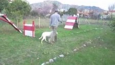dogo argentino ileri itaat eğitim