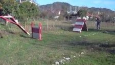 köpek eğitim üretim çiftliği bakım satış merkezi