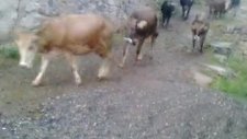 inek malı