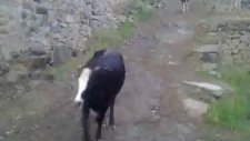 mallar geliyor