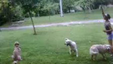 golden retriever jessie macka parkinda