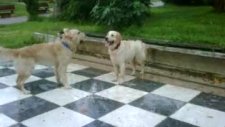 golden retriever jessie ve bonbon mackada oynuyor