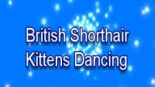 british shorthair kittens dancing