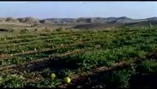 Çorum Sungurlu Kavşut Beldesi Kavun Tarlası Murat