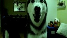 husky köpek dile geldi