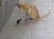 kedi fare