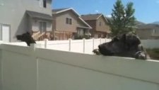 meraktan çatlayan köpek
