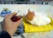 çay tiriyakisi prenses