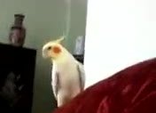 çok tatlı sultan papağanı kral