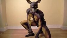 Doberman Cinsi Köpek Adam