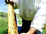 arılar