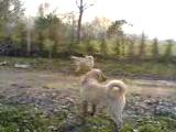 kangal saldırı attack