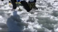 dev balina köpeği yuttu !!