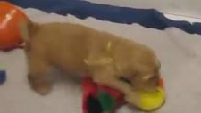25 günlük golden retriever yavruları