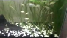 40 litre platy akvaryumu