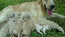 satılık golden retriever yavruları kaptanpet