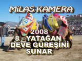2008 yatağan deve güreşi