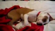 Gülen Köpek Uyandığında Utanıyor =)