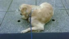 golden retriever jessie serinliyor
